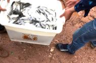 仁寿兴盛红旗水库：一天钓400多条小鲫鱼的绝佳去处