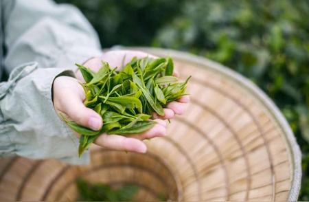 破局茶叶市场真伪难题