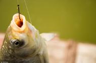 钓鱼新手指南：了解鱼钩种类，找到捕捞目标鱼的最佳工具