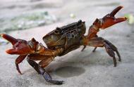 江苏上万只螃蟹集体上岸，这是地震的预兆吗？