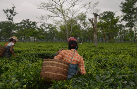 中国茶与印度茶：品质之争还是市场策略？