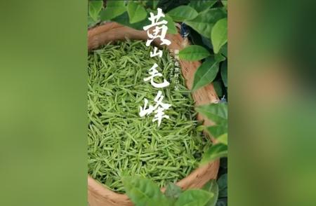 探寻黄山毛峰：皖南山区的名茶传奇