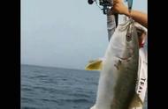 如何选择合适的路亚竿轮子线和饵来钓300斤以上的金枪鱼？