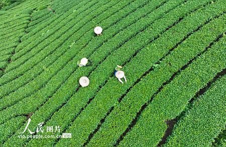 广西昭平秋茶采摘正忙，茶香四溢引人醉