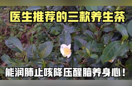 医生力荐！三款润肺醒脑养生茶，助你健康每一天！