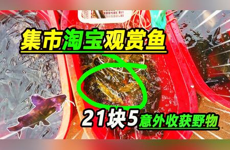 农村大集上必看的观赏鱼品种——淡水鱼类解析