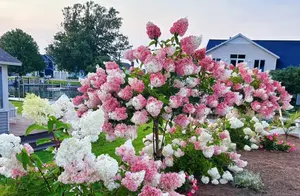 奶奶院子里的花，美得让人心动！小伙晒图引热议