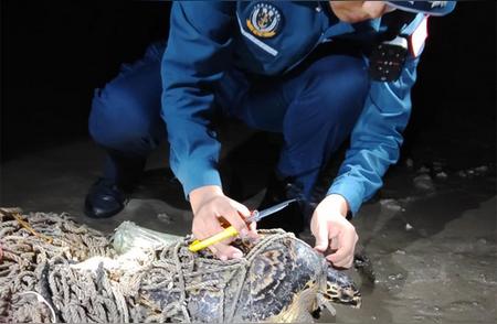 濒危动物玳瑁被困渔网，广西海警紧急行动解救