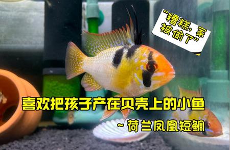 荷兰凤凰意外在贝壳上产下鱼卵，主人精心守护却仍遭遇“偷家”事件