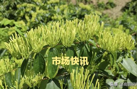 2024年药材市场大变动：丹皮、猫爪草等价格上涨，白术、白芍引领风潮