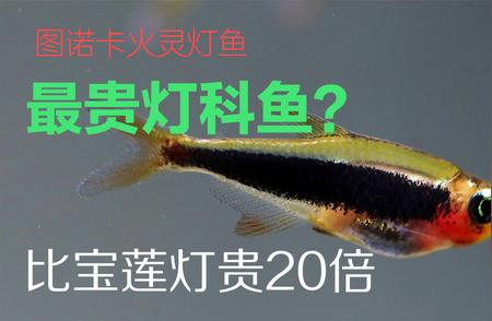 最贵灯科鱼揭秘：价格惊人是宝莲灯20倍！