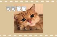 猫咪日常趣事大揭秘：一组超萌漫画等你来认领！