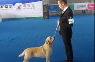 2016昆明国际宠物博览会：犬类展示大放异彩