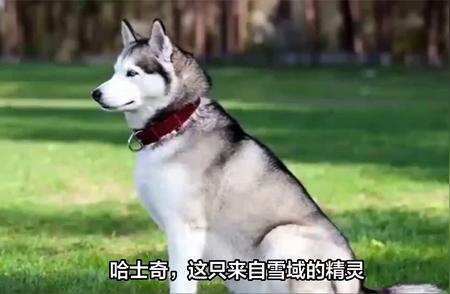 农村养狗宝典：中型犬种选择与狗狗大小便训练秘籍