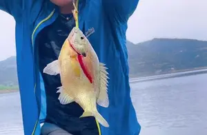 升钟湖太阳鱼泛滥成灾，当地钓鱼人行动拯救生态平衡