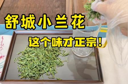 探索舒城小兰花的独特韵味