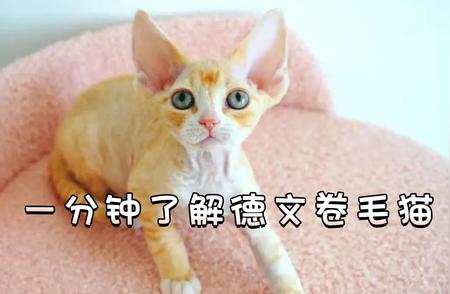 一分钟认识德文卷毛猫：特点、性格与养护知识