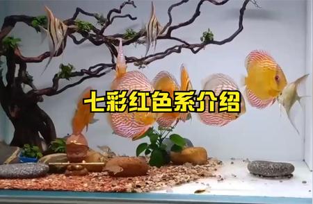 新手入门：如何养七彩鱼？必备指南！