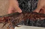 渔民意外捕获巨型虾类，长度令人惊叹！