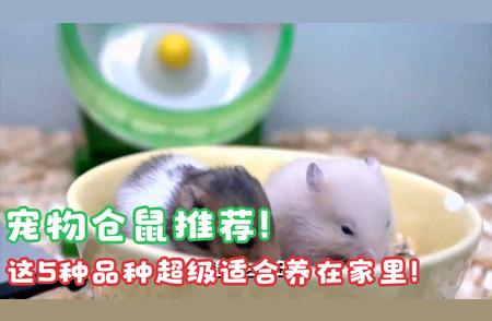 宠物仓鼠热门品种推荐！家庭养殖首选！