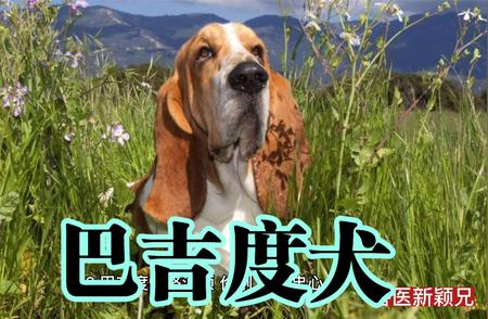 巴吉度犬：独特魅力的受争议宠物犬