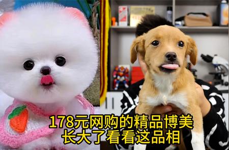 揭秘网购博美犬成长过程中的陷阱与困扰