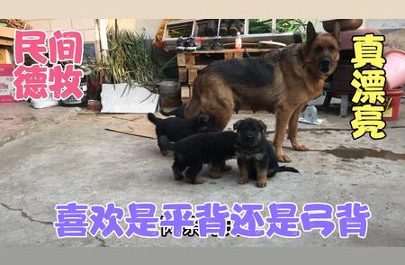 70后大姐亲手培育：德牧幼犬的成长纪实