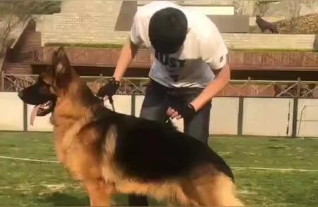 德国牧羊犬俱乐部：探索CSV的独特魅力