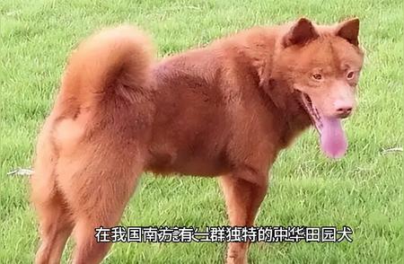 中华田园犬在广东潮汕的独特分支：大头犬（五红犬）品种解析