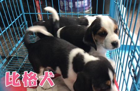 米格鲁猎兔犬（比格犬）价格大揭秘