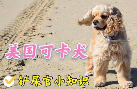 美国可卡犬：智商与情商的双重优势解析