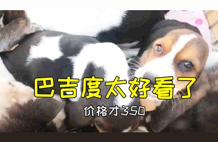 巴吉度犬价格大揭秘：为何如此便宜仍无人问津？