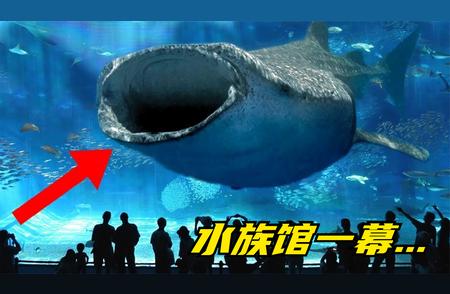 探索世界顶级水族馆中的神秘生物