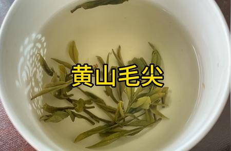 黄山毛尖：品茗新体验