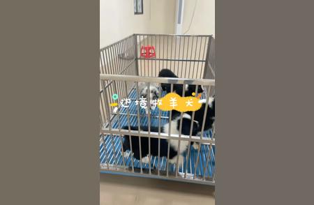 深圳边境牧羊犬犬舍：专业育种，品质保障