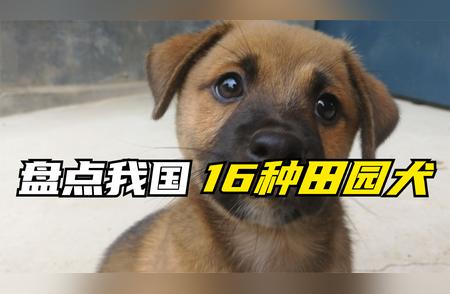 我国田园犬的品种盘点：不仅仅是土狗，每个都有独特名字！