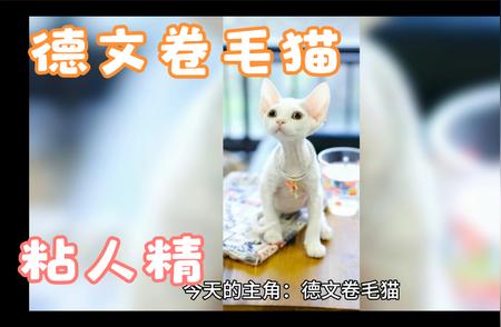 德文卷毛猫：粘人属性超乎想象！