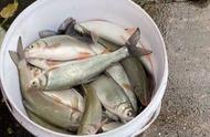 湖南郴州河水猛涨，钓鱼人大量捞取老鼠鱼赠送他人