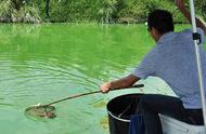 银鱼的生态习性与钓鱼技巧一览，助你轻松捕获