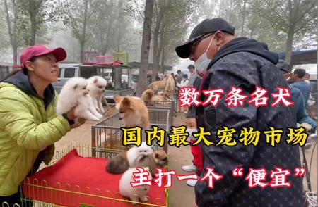 国内最大宠物市场：名犬集结，等你来淘！