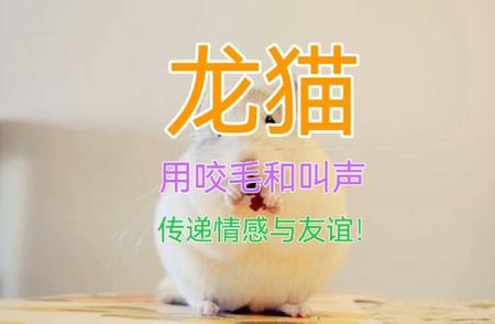 龙猫的独特社交：咬毛与叫声中的情感交流