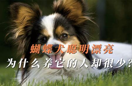 蝴蝶犬的独特魅力：聪明漂亮的背后故事