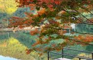 广州出发，河源2日游：野趣沟风景区秋枫红叶欣赏之旅