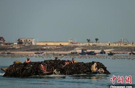 烟台长岛：揭秘'蓝色粮仓'建设背后的故事