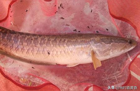 十年野钓经验揭秘：8种淡水鱼的惊人习性