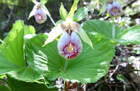 四川花萼山惊现“女神之花”扇脉杓兰，珍稀植物亮相！