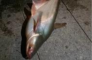 广州钓友在珠江捕获近1米长的神秘怪鱼，是鮰鱼还是鲶鱼？