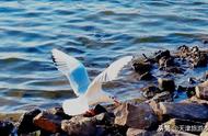 天津老码头：海鸥的天堂，与它们近距离接触！
