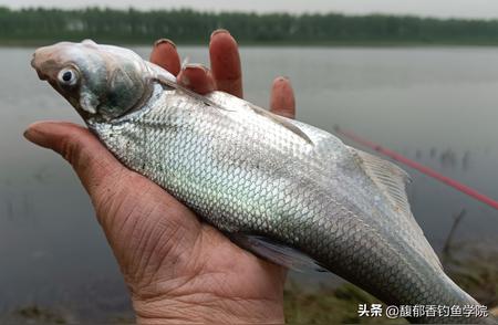 邓刚的钓翘嘴秘诀：4个关键步骤