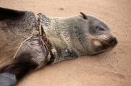 非洲毛皮海狮的生存受到渔线和渔网的严重威胁